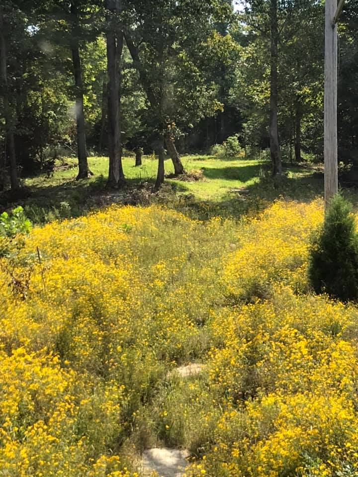 meadow buy hunting land