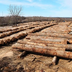 buy logs Indiana